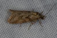 Cnephasia