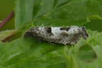 Epiblema similana