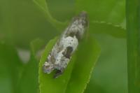 Epiblema similana