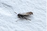 Glyphipterix