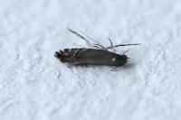 Glyphipterix