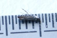 Glyphipterix
