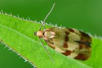 Aethes tesserana