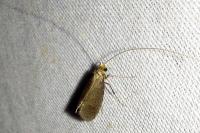 Nematopogon metaxella
