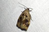 Archips crataegana
