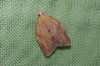 Clepsis consimilana