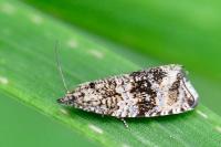 Celypha lacunana