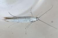 Coleophora