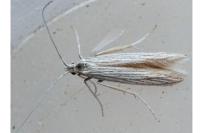 Coleophora
