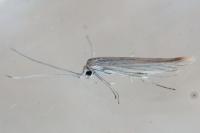 Coleophora
