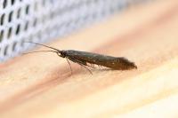 Coleophora