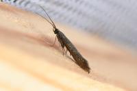 Coleophora