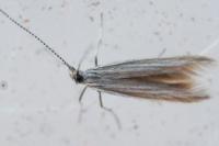 Coleophora