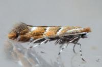 Cameraria ohridella