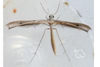 Stenoptilia