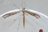 Stenoptilia