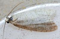 Isotrias