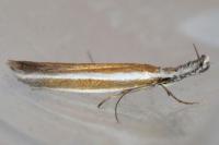 Pleurota aristella
