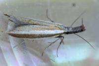 Pleurota aristella
