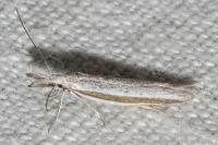 Pleurota ericella