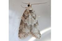 Cnephasia