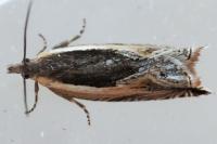 Ancylis apicella