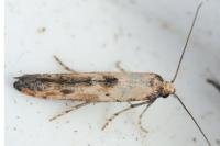 Epermenia aequidentella