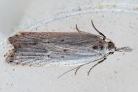 Dichomeris limbipunctella