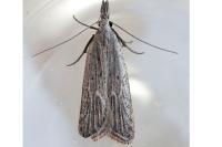 Dichomeris limbipunctella