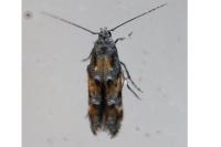 Mompha miscella
