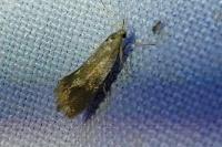 Crassa tinctella