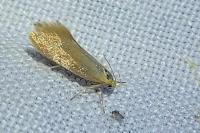 Crassa tinctella