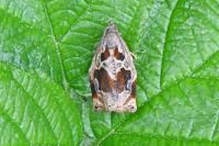 Archips crataegana