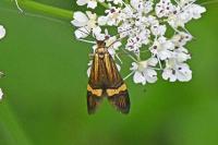Nemophora degeerella