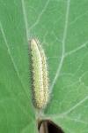Emmelina monodactyla