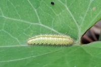 Emmelina monodactyla