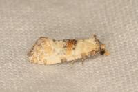 Neocochylis molliculana