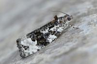 Apotomis turbidana