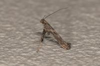 Caloptilia cuculipennella