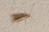 Coleophora badiipennella