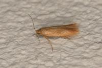 Tischeria