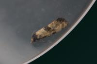 Cochylichroa atricapitana