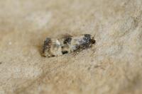 Cochylichroa atricapitana