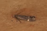 Aproaerema anthyllidella