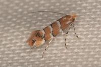 Phyllonorycter scabiosella