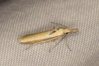 Pleurota proteella