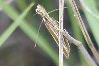 Pleurota