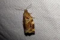 Archips xylosteana