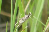 Pleurota