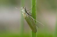 Pleurota